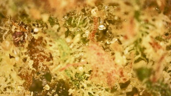 Tangerine Dream 3.5 Grams - Image 2
