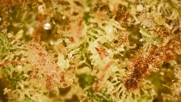 Tangerine Dream 3.5 Grams - Image 4